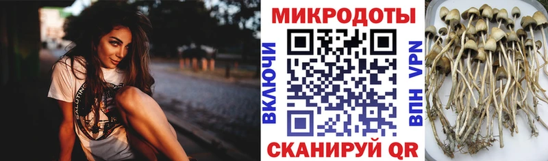 Псилоцибиновые грибы Cubensis  Старица 